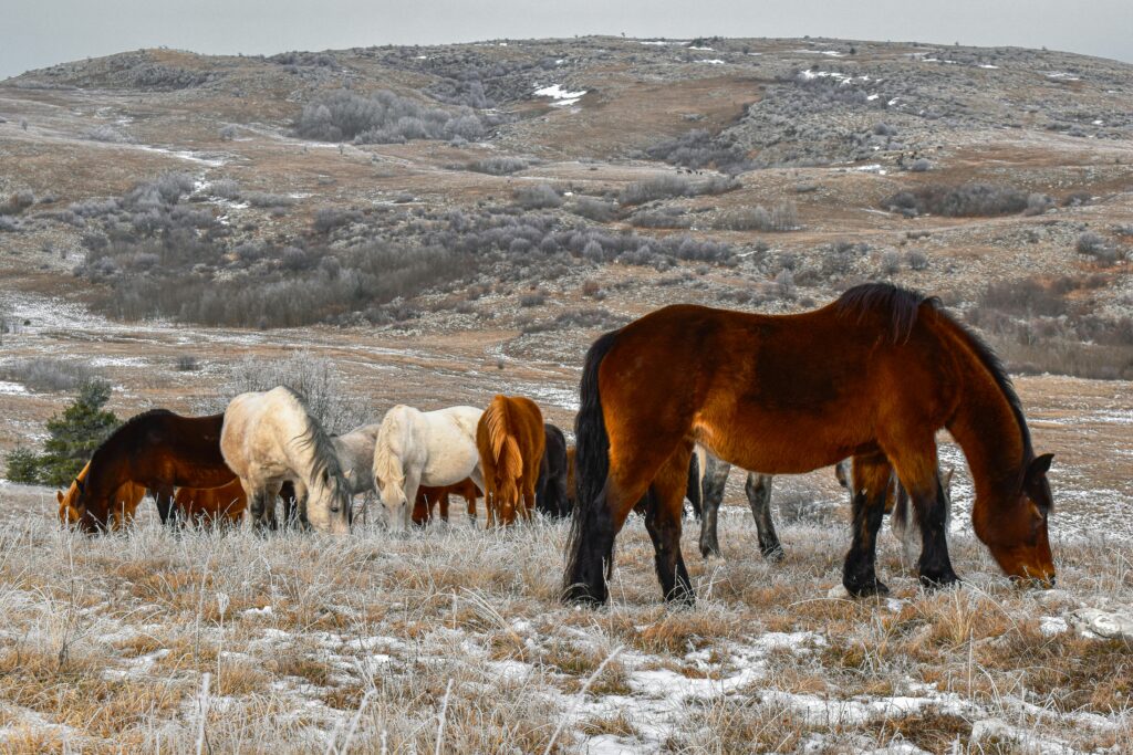 wild horses Livno Bosnia photo safari Livno horse tours Cincar Mountain wildlife Bosnia nature travel wild horses of Livno
Bosnia photo safari
Livno horse tours
Cincar Mountain wildlife
Bosnia nature travel