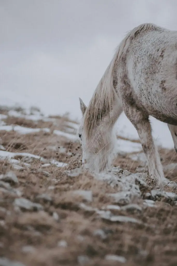 wild horses Livno Bosnia photo safari Livno horse tours Cincar Mountain wildlife Bosnia nature travel wild horses Livno
Bosnia photo safari
Livno horse tours
Cincar Mountain wildlife
Bosnia nature travel