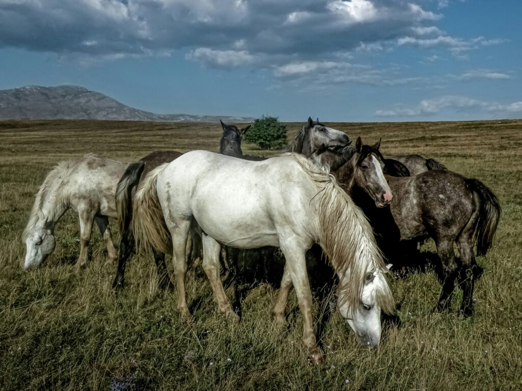 vesna-kawild horses Livno Bosnia photo safari Livno horse tours Cincar Mountain wildlife Bosnia nature travelroglan-AVRjVWU8WDw-unsplash wild horses Livno Bosnia photo safari Livno horse tours Cincar Mountain wildlife Bosnia nature travel