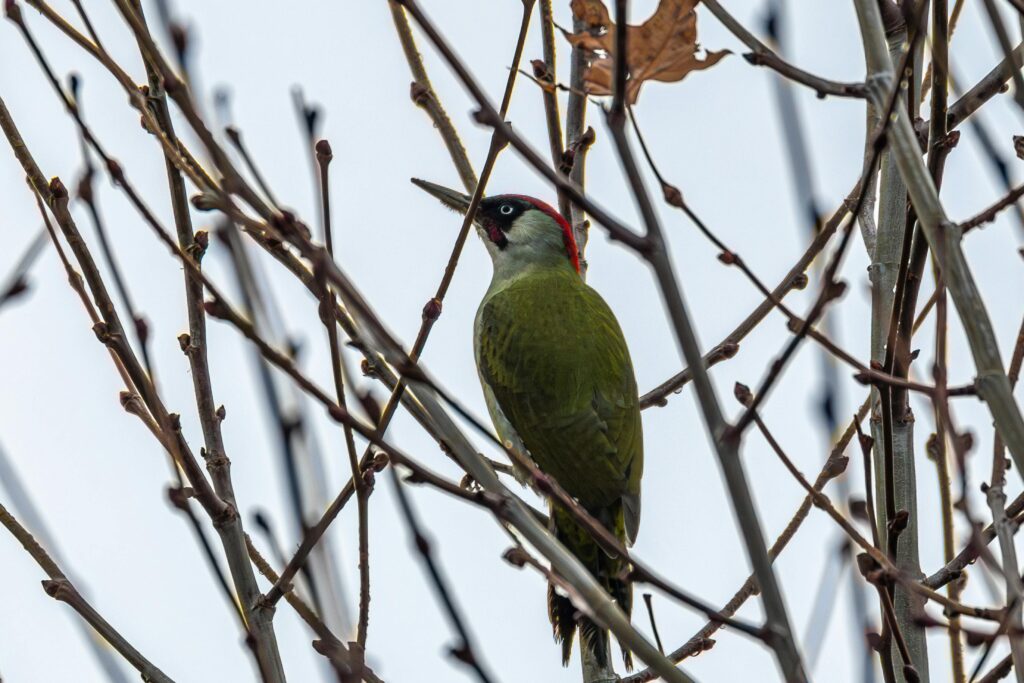 pexels-photo-30338334-30338334 A green woodpecker sits among bare tree branches, showcasing its vibrant plumage.