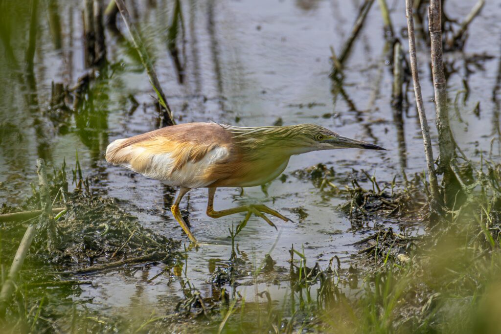 pexels-photo-33261726-33261726 A Squacco Heron (Ardeola ralloides) cautiously wading through a marsh, searching for food.
