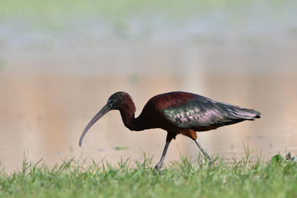 A Glossy Ibis at the water's edge searching for food in a natural setting.