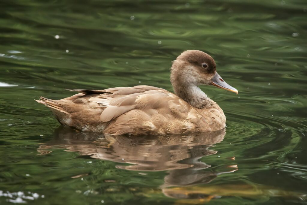 pexels-photo-9171191-9171191 A duck calmly floats on a serene body of water, displaying natural beauty and grace.